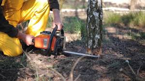 Best Stump Grinding and Removal  in Allegan, MI