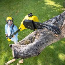 Best Tree Removal  in Allegan, MI