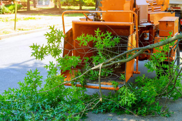 Leaf Removal in Allegan, MI