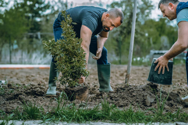 Tree and Shrub Care in Allegan, MI