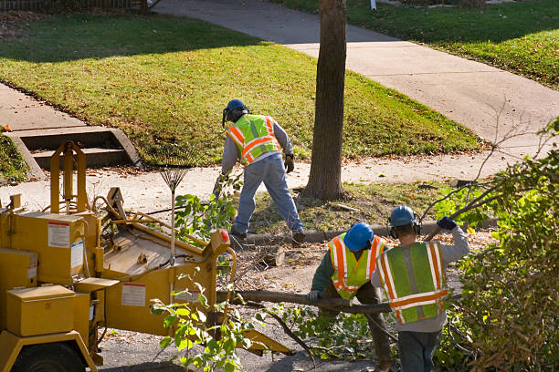 Trusted Allegan, MI Tree Care Services Experts