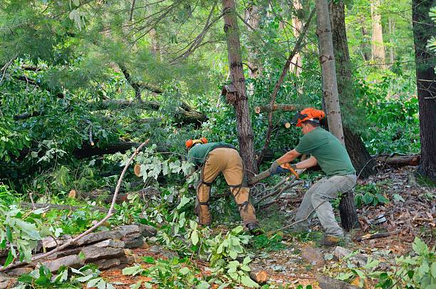 Best Hazardous Tree Removal  in Allegan, MI