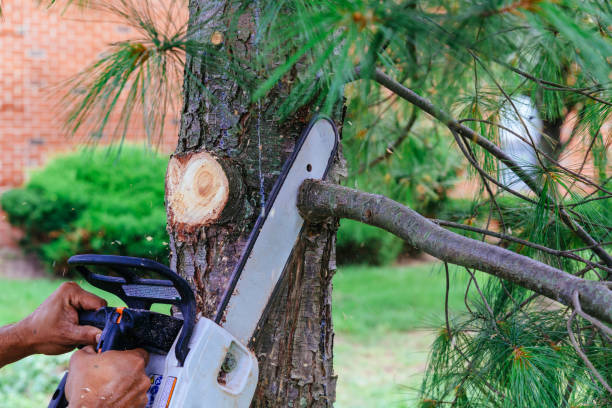 Best Tree Trimming and Pruning  in Allegan, MI